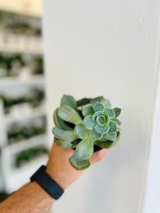 Echeveria ‘Cassyz Winter’ 4”