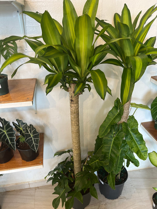 Tronco de Brasil con Philodendron Rudolph 2g