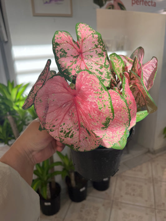 Caladium Beauty Pink 6”