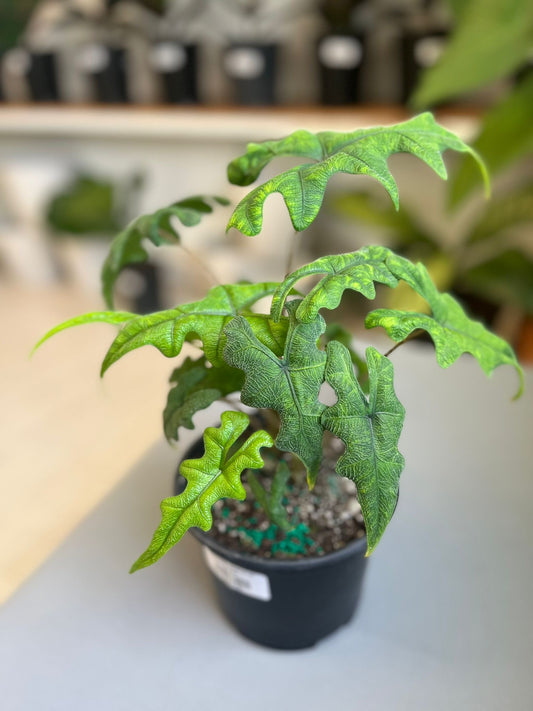 Alocasia Jacklyn 6”