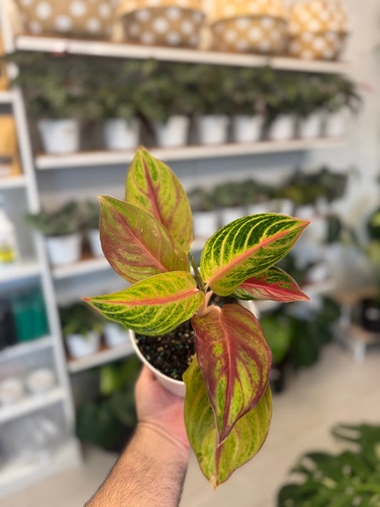 Aglaonema Pinky Pie