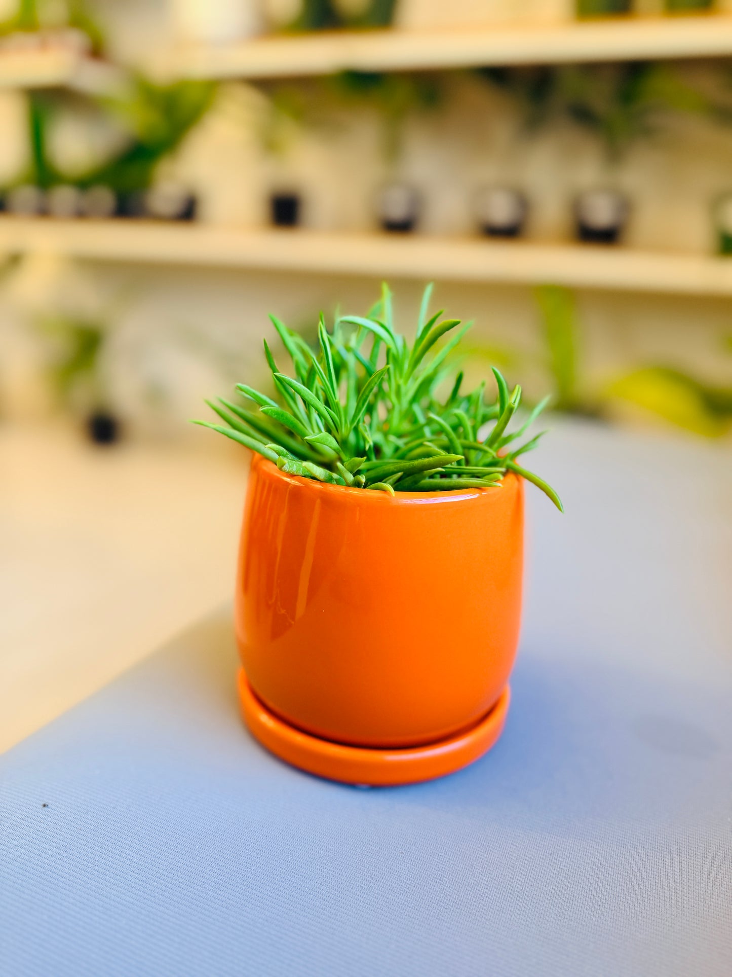 Orange Dream Pot