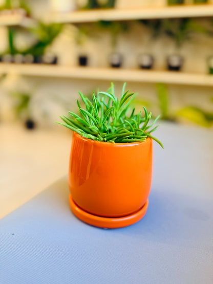 Orange Dream Pot
