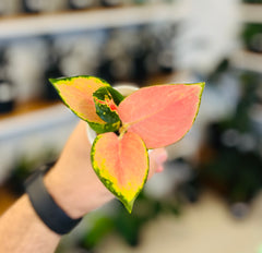 Aglaonema Pink Glow 2”