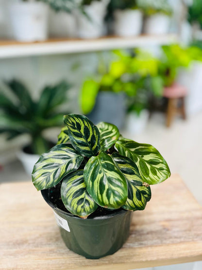 Calathea Makoyana