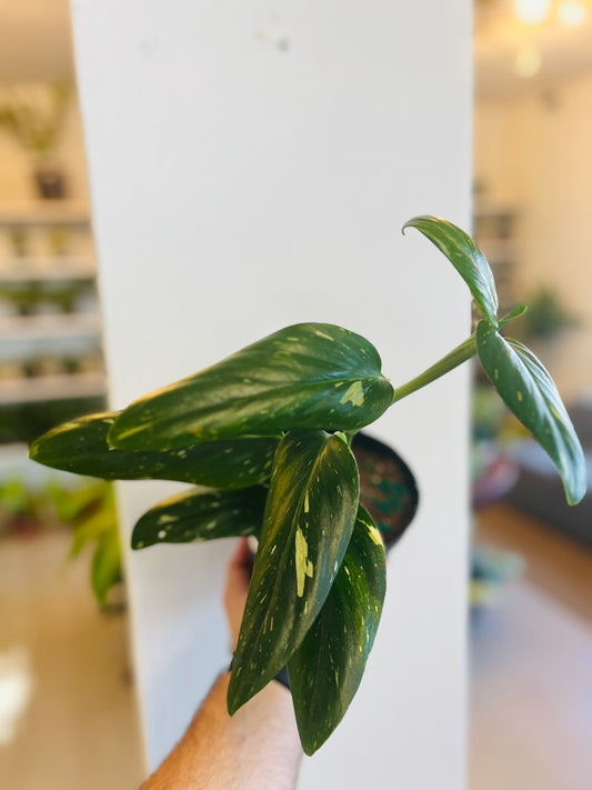 Monstera Peru Variegada 6”