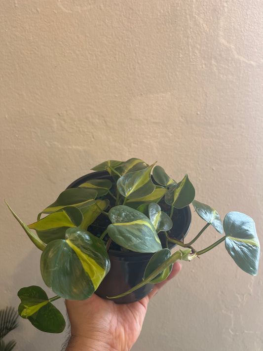 Philodendron Brasil 6”