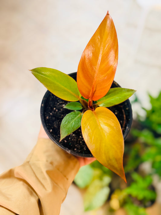 Philodendron Prince of Orange
