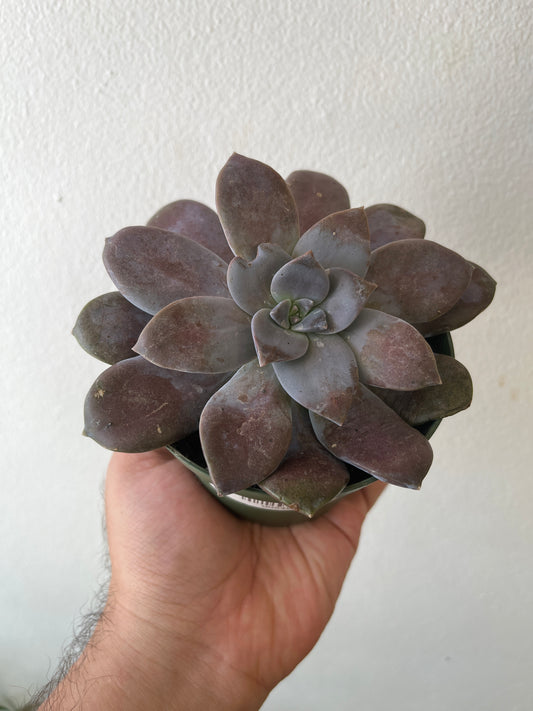 Echeveria Elegans 4”