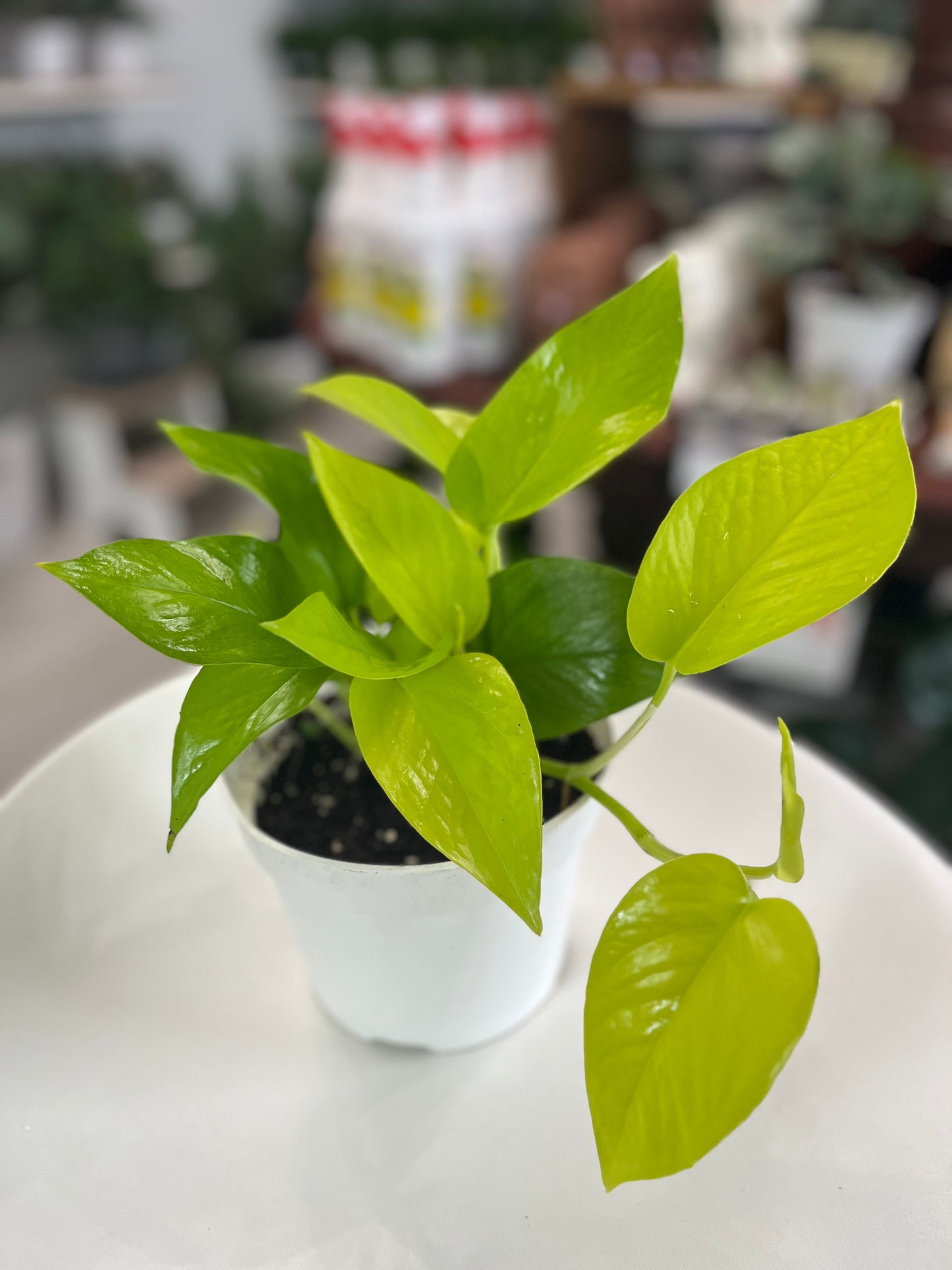 Pothos Neon