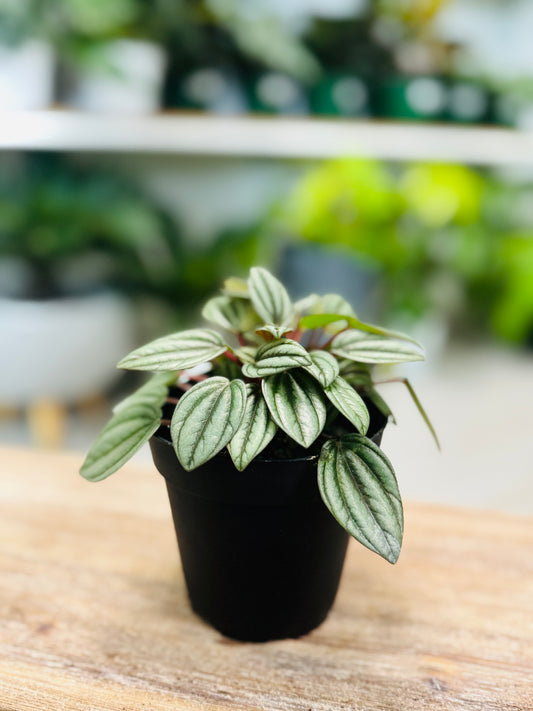 Peperomia San Marino