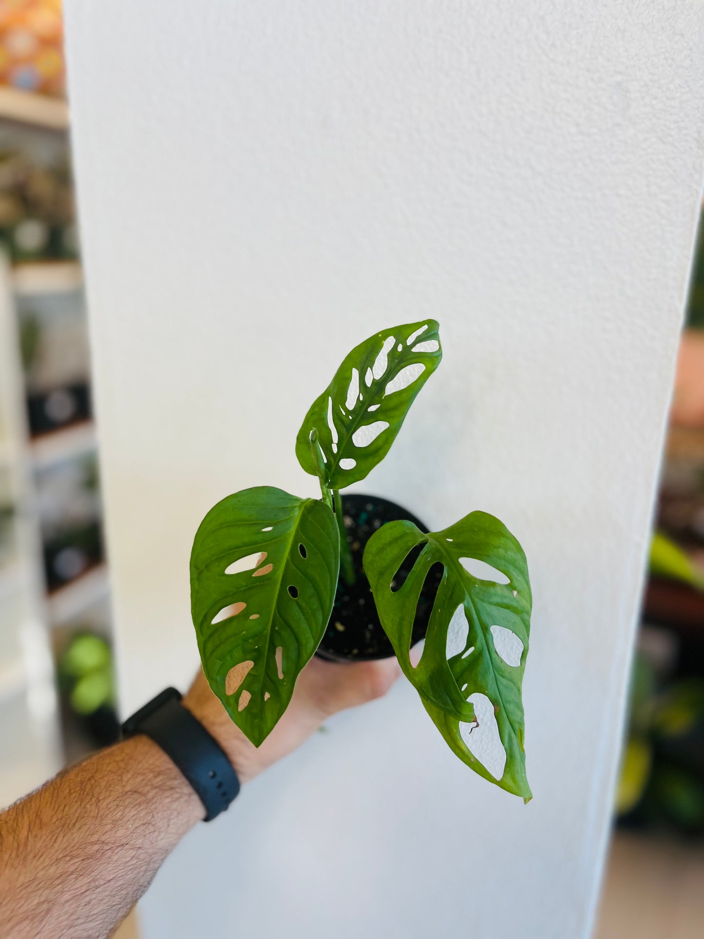 Monstera Arrow 3”
