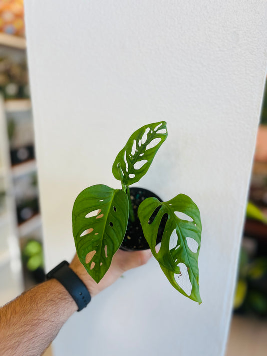 Monstera Arrow 3”