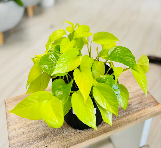 Pothos Neon