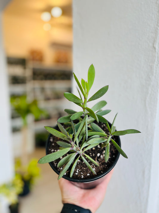 Senecio Crassissimus 6”