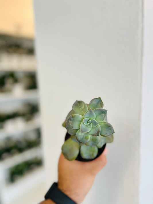 Graptoveria 3”