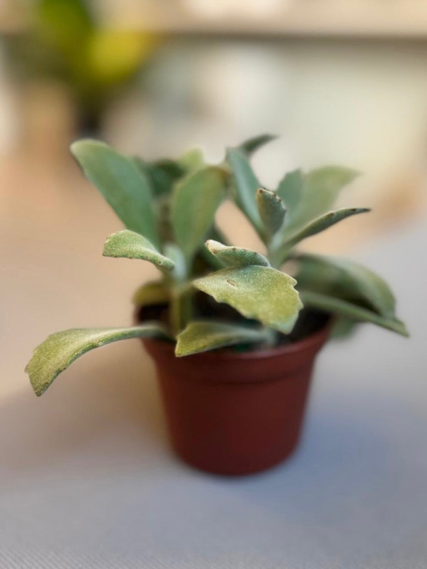 Kalanchoe Milloti