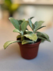Kalanchoe Milloti