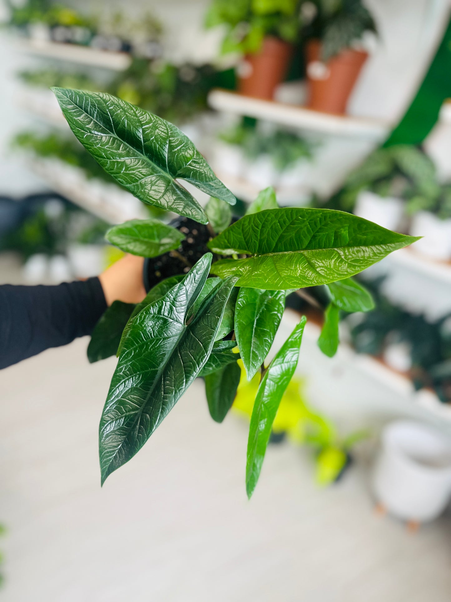 Alocasia Scalprum