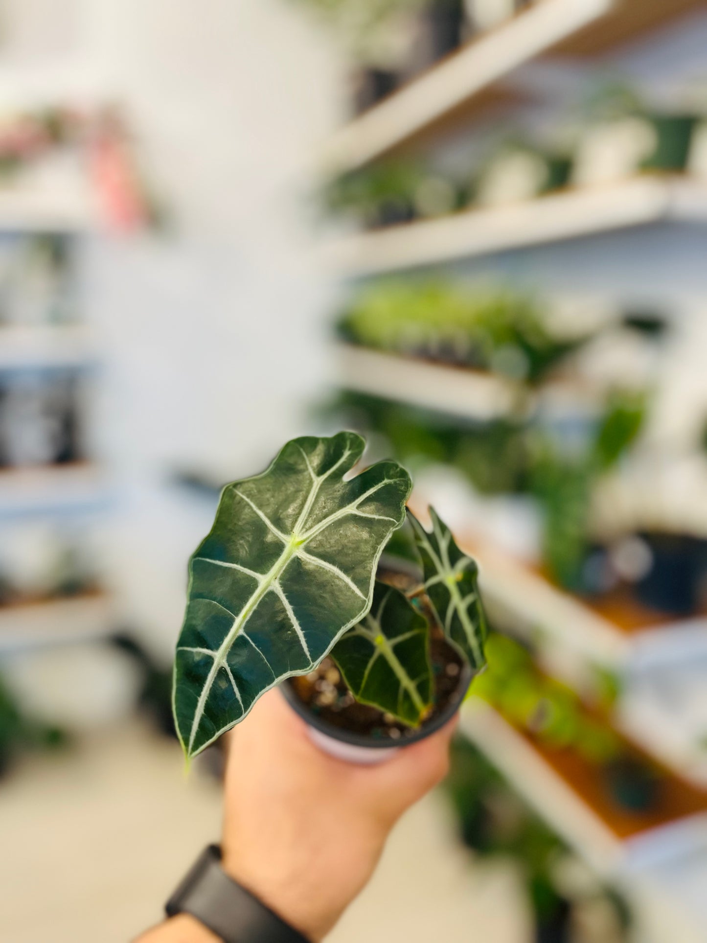 Alocasia Polly 3”
