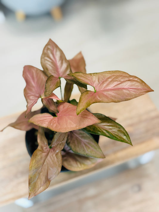 Syngonium Red Spot Tricolor