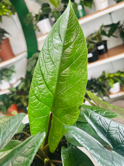 Alocasia Scalprum