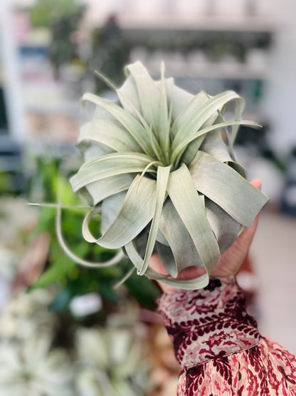 Large Tillandsia Xerographica