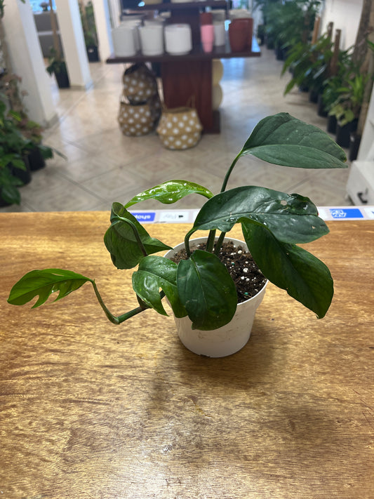 Monstera Arrow 4”