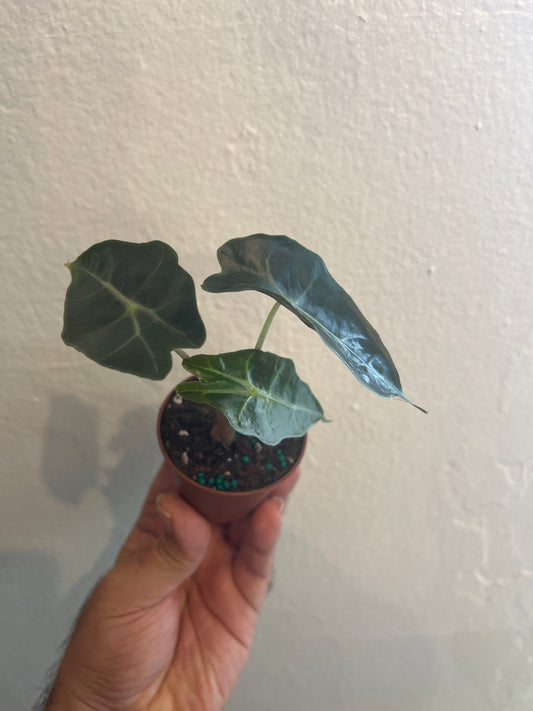 Alocasia Pink Dragon 2”