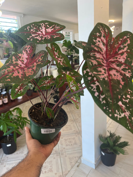 Caladium Carolyn Whorton 2”