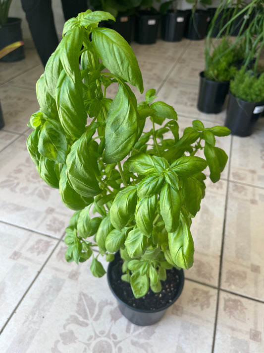 Albahaca Dulce Genovese 6”