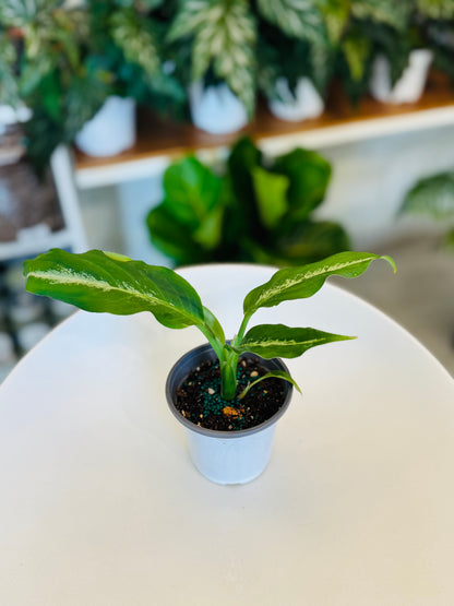 Dieffenbachia Panther 4”