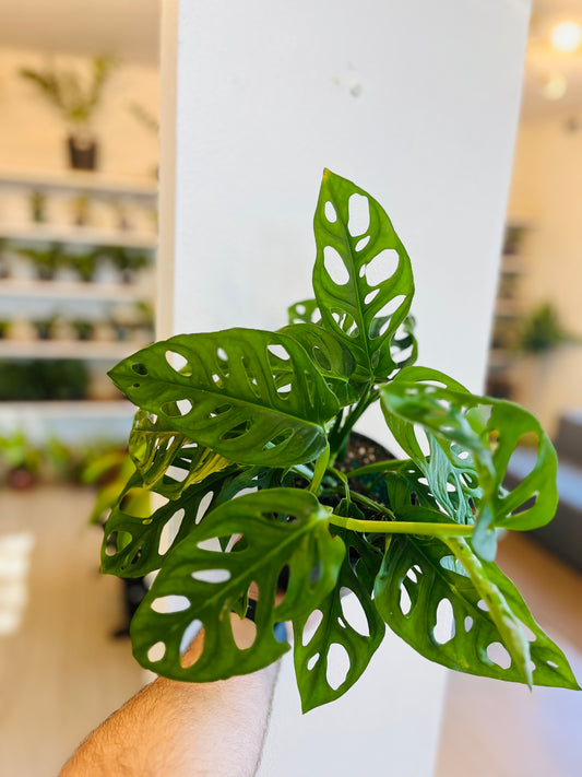Monstera Wide Leaf 6”