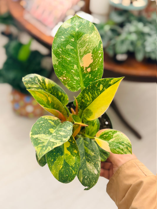 Philodendron Congo Nuclear