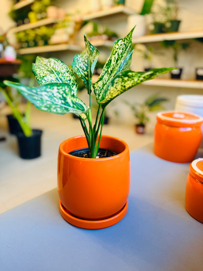 Orange Dream Pot