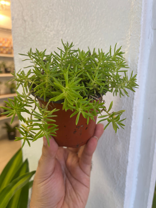 Sedum 4”