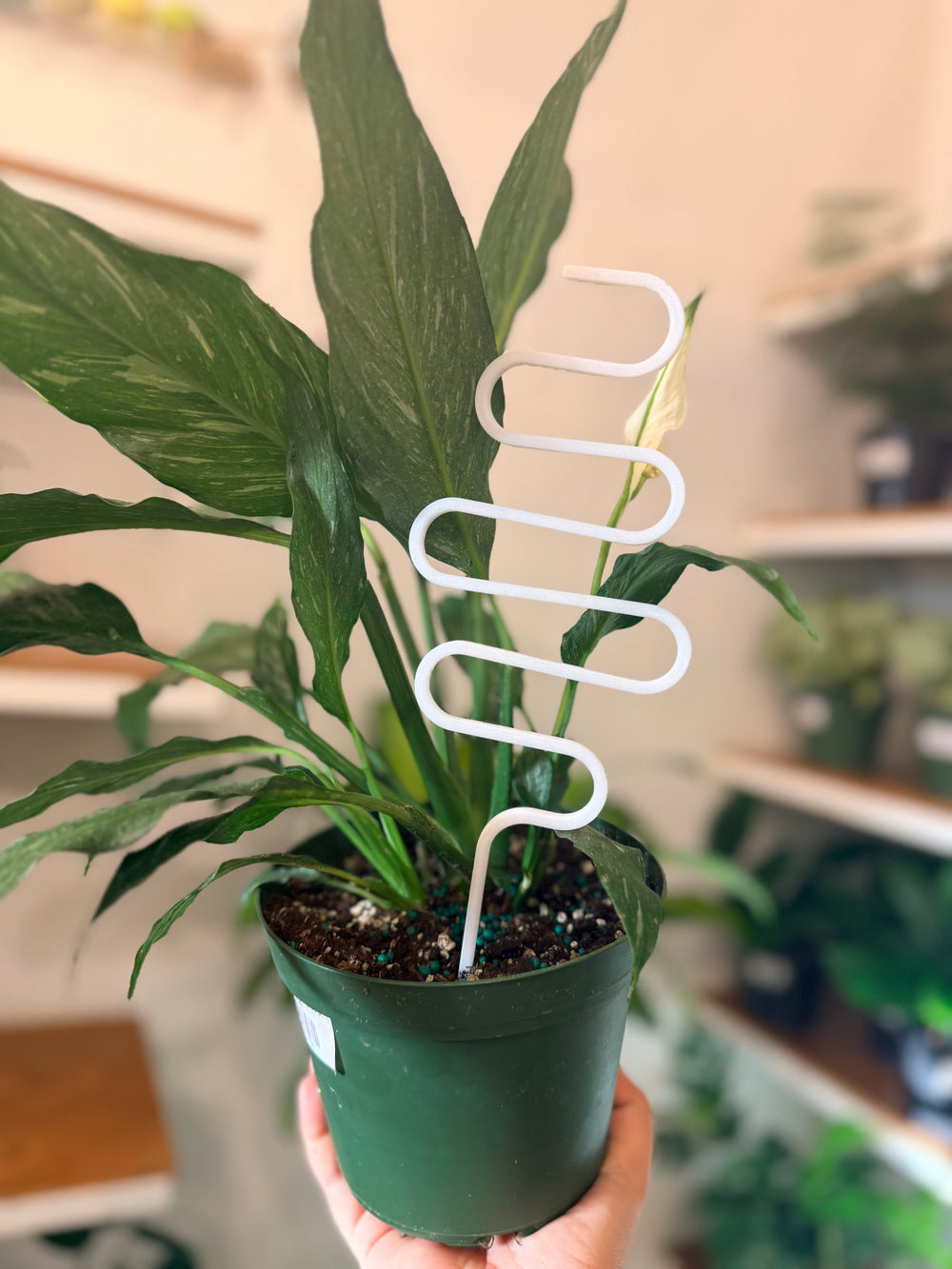 Plant Support - white
