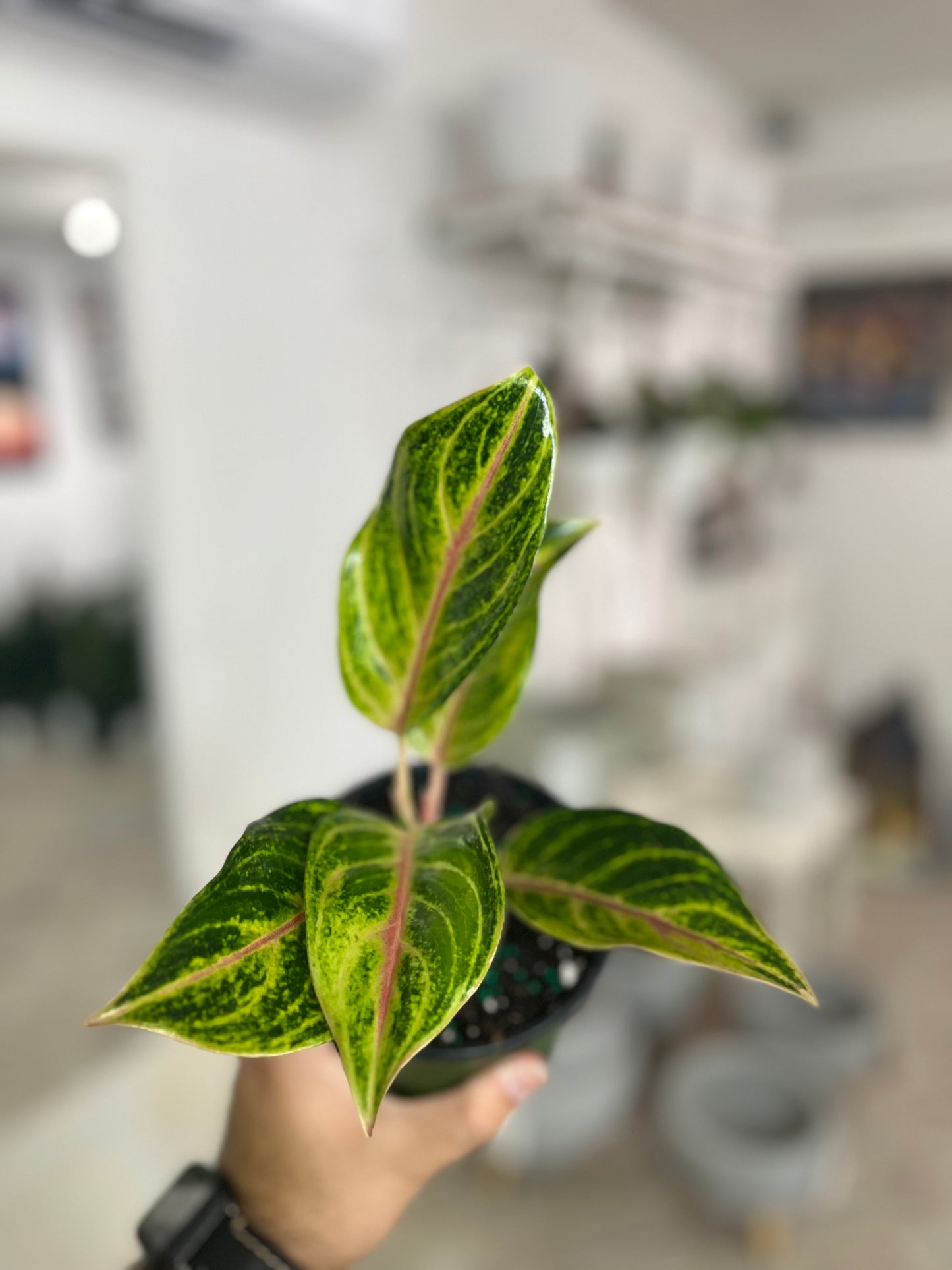 Aglaonema Pinky Pie