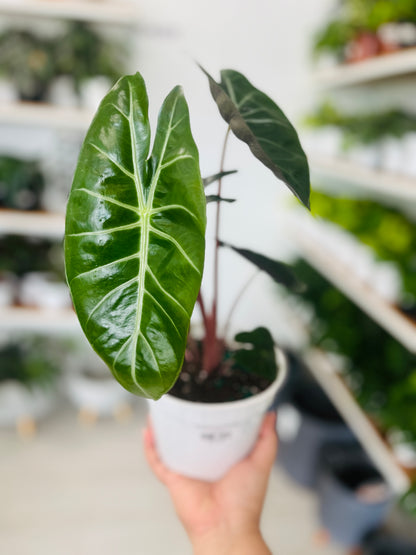 Alocasia Pink Dragon