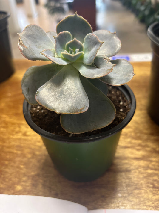 Echeveria Lilacina 4”