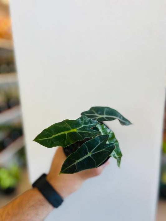Alocasia Polly 3”