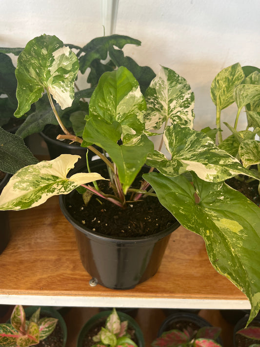 Syngonium Albo 6”