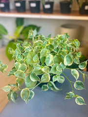Peperomia Cupido 6”