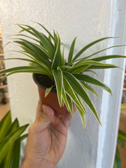 Lazo de Amor (Cinta) 5”