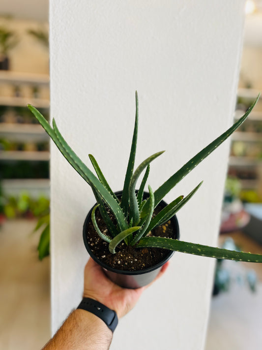 Aloe Vera (Sábila) 6”