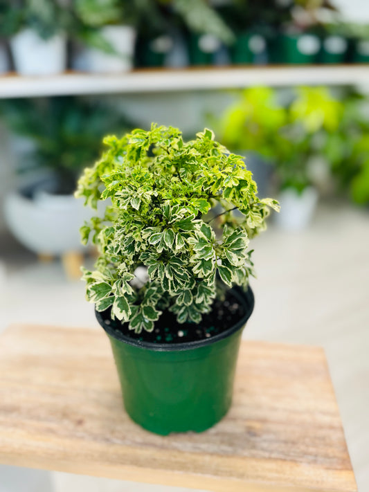 Aralia Variegada