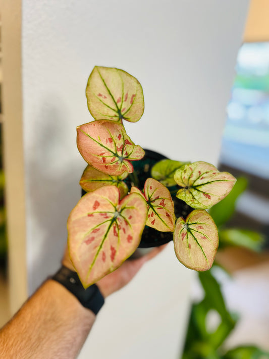 Caladium Strawberry Star 5”
