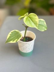 Peperomia Cupido 2”