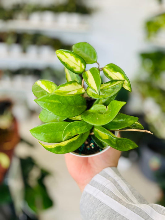 Hoya Tricolor