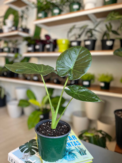 Alocasia Wentii 6”